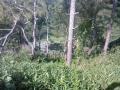 gal/Ile Maurice/_thb_SP_A0158_Plaine_Champagne.jpg